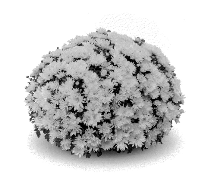 Figure 1 of US plant patent PP23764, the photograph of Aluga Yellow printed in the patent.