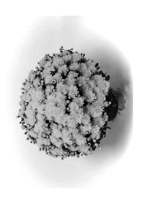Figure 1 of US plant patent PP23765, the photograph of Amiko Yellow printed in the patent.