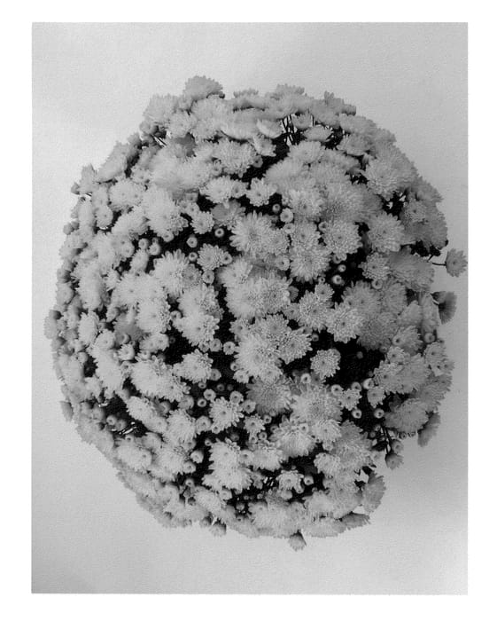 Figure 1 of US plant patent PP23766, the photograph of Malmo Yellow printed in the patent.