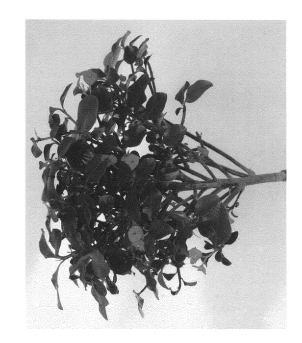 Figure 1 of US plant patent PP23768, the photograph of DB200801 printed in the patent.