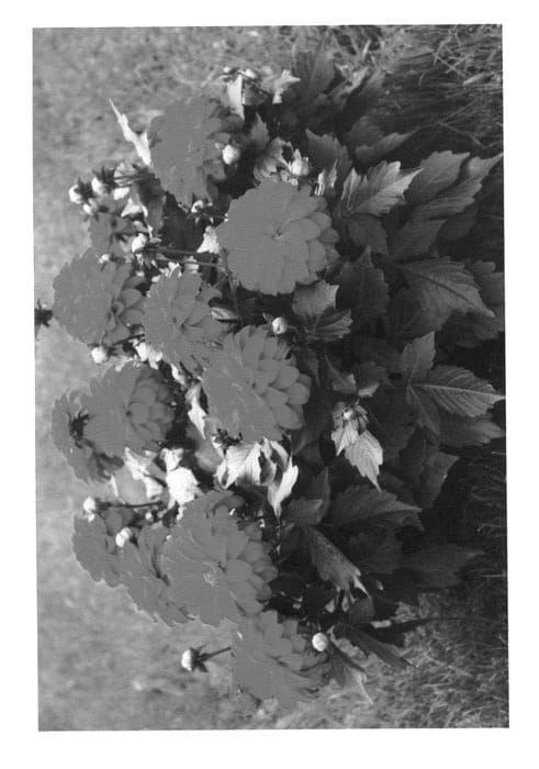 Figure 1 of US plant patent PP23769, the photograph of LOMDAHBRS printed in the patent.
