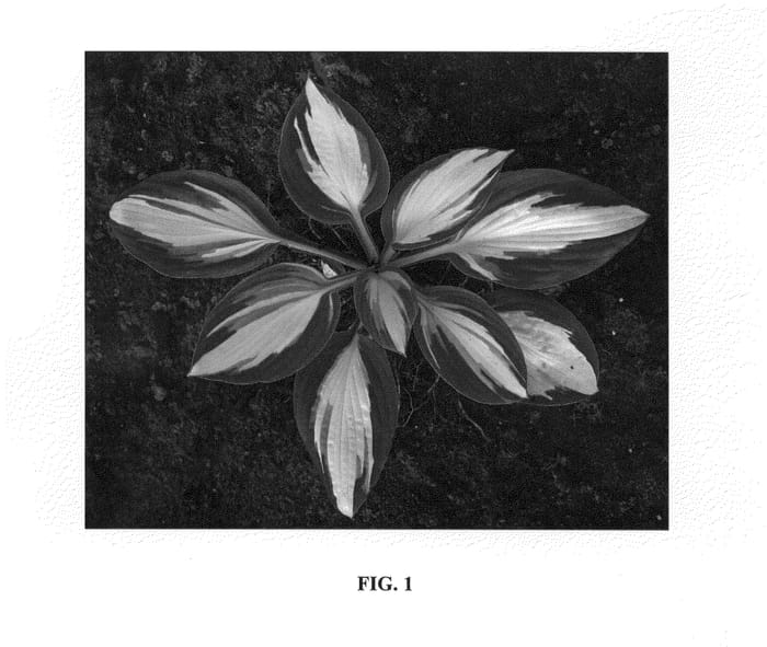 Figure 1 of US plant patent PP23770, the photograph of Color Festival printed in the patent.