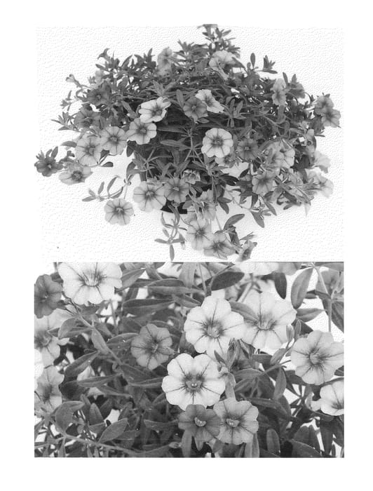 Figure 1 of US plant patent PP23771, the photograph of Sunbelkulave printed in the patent.