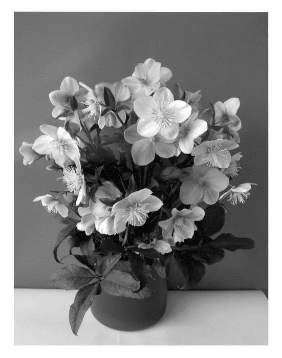 Figure 1 of US plant patent PP23772, the photograph of COSEH 940 printed in the patent.