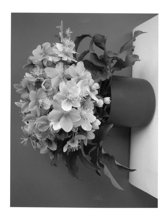 Figure 1 of US plant patent PP23773, the photograph of COSEH 860 printed in the patent.