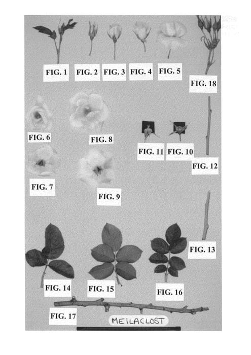 Figure 1 of US plant patent PP23774, the photograph of Meilaclost printed in the patent.