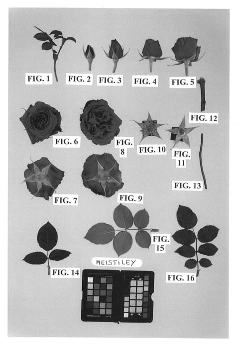 Figure 1 of US plant patent PP23775, the photograph of Meistiley printed in the patent.