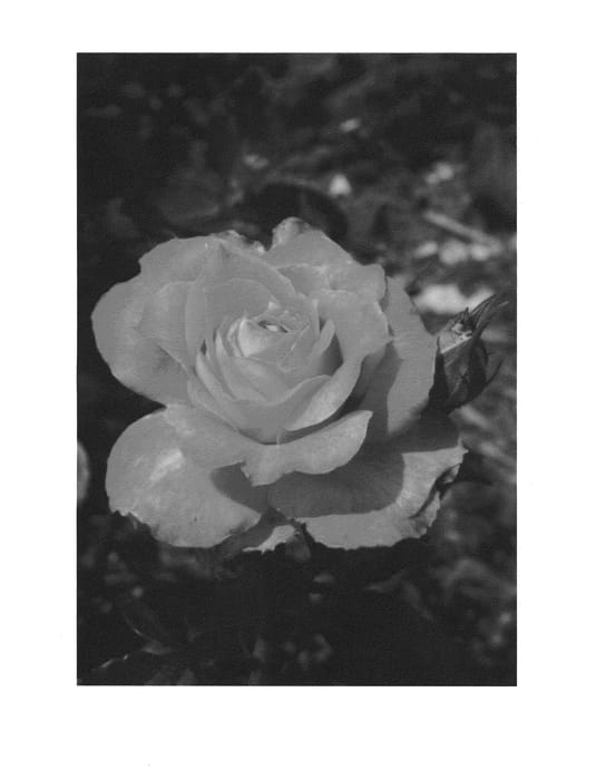 Figure 1 of US plant patent PP23776, the photograph of Bagstream printed in the patent.