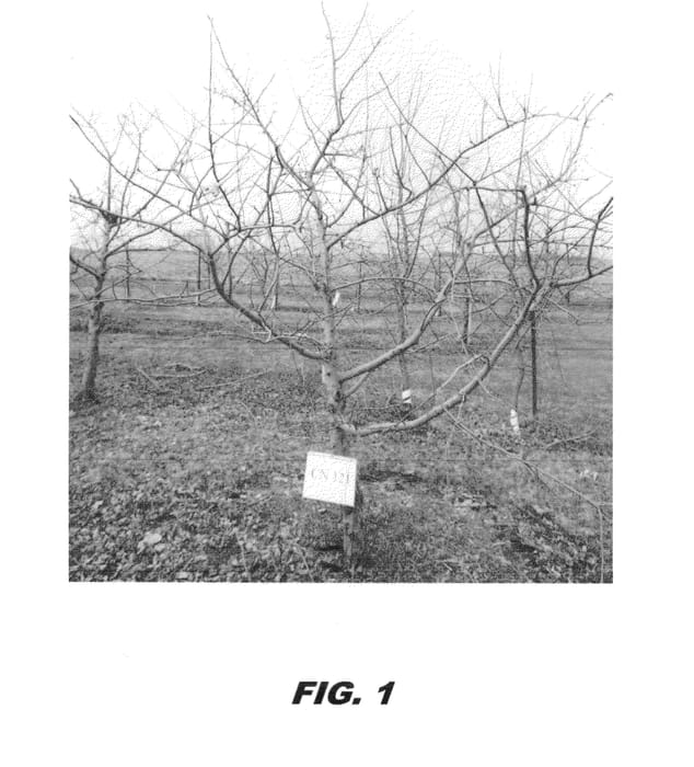 Figure 1 of US plant patent PP23777, the photograph of CN 121 printed in the patent.