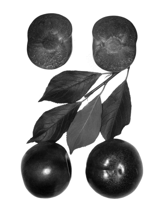 Figure 1 of US plant patent PP23778, the photograph of Festival Red printed in the patent.
