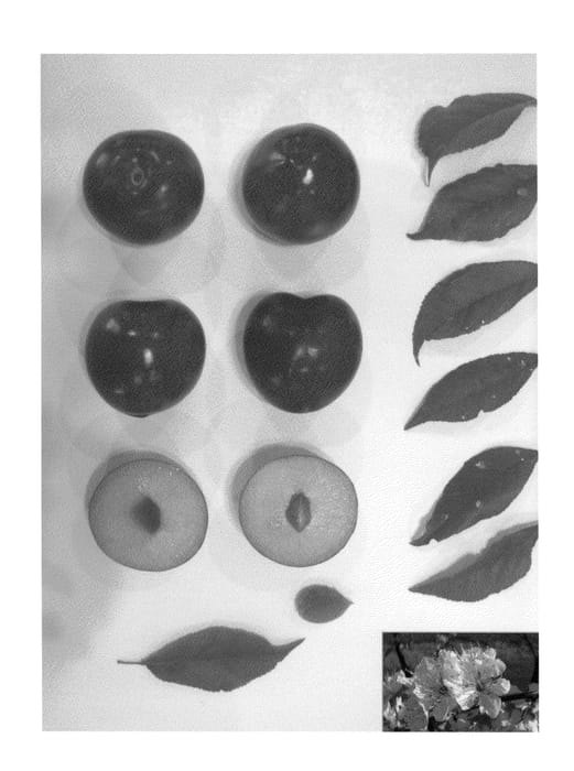 Figure 1 of US plant patent PP23779, the photograph of LATESWEET XXI printed in the patent.