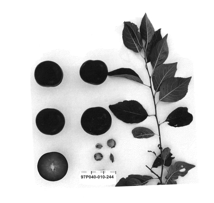 Figure 1 of US plant patent PP23780, the photograph of Suplumfortythree printed in the patent.