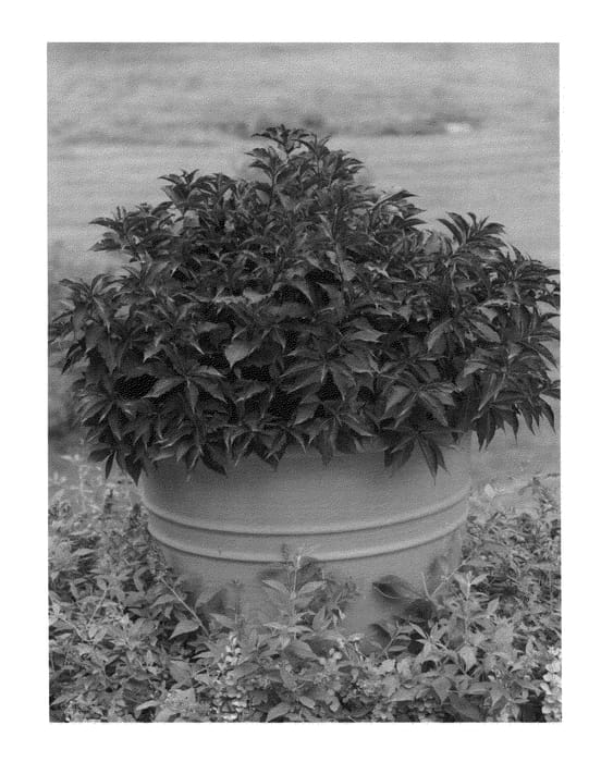 Figure 1 of US plant patent PP23781, the photograph of Bokraspiwi printed in the patent.