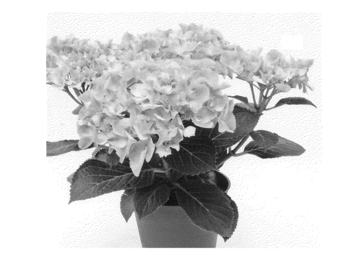 Figure 1 of US plant patent PP23782, the photograph of Agrihydraelf printed in the patent.