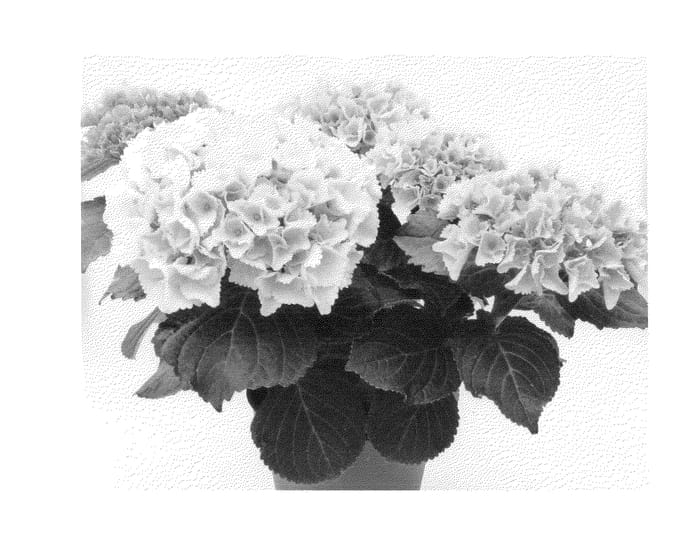 Figure 1 of US plant patent PP23783, the photograph of Agrihydranegen printed in the patent.