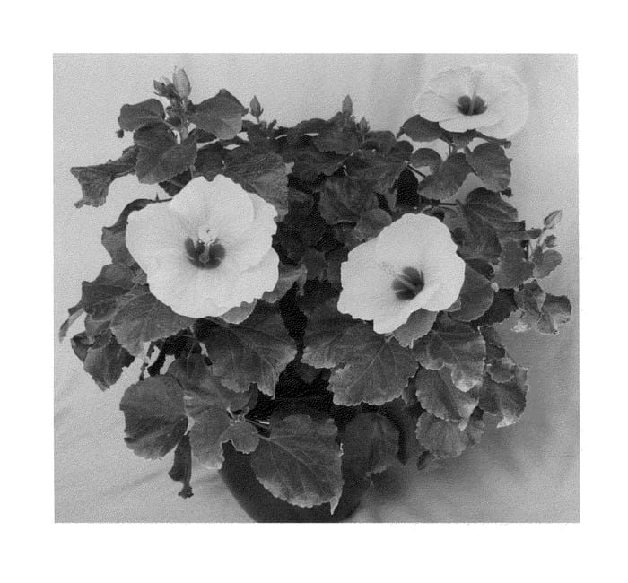 Figure 1 of US plant patent PP23784, the photograph of Aruba Wind printed in the patent.