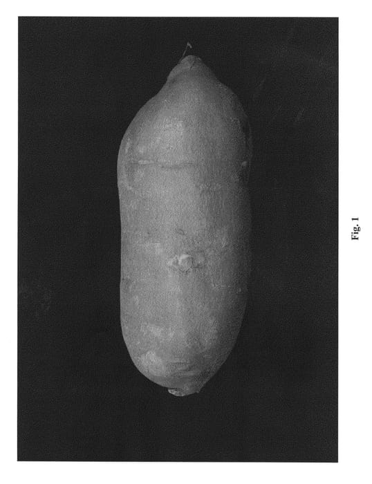 Figure 1 of US plant patent PP23785, the photograph of 07-146 printed in the patent.