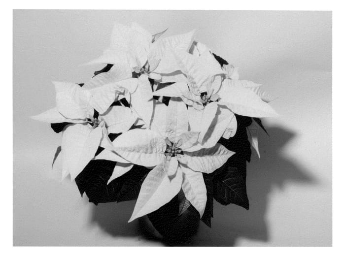 Figure 1 of US plant patent PP23786, the photograph of NPCW12202 printed in the patent.