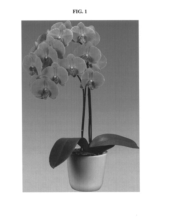 Figure 1 of US plant patent PP23787, the photograph of 146833 printed in the patent.