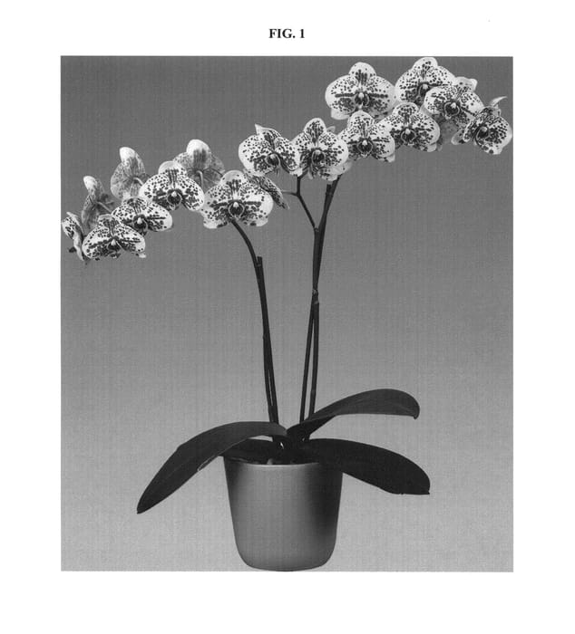 Figure 1 of US plant patent PP23788, the photograph of Looking Back printed in the patent.