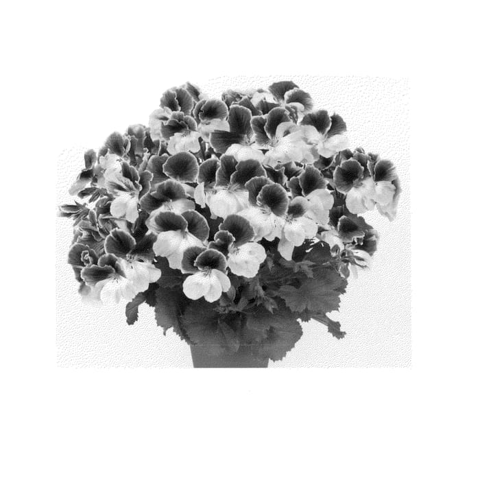 Figure 1 of US plant patent PP23789, the photograph of Regdar printed in the patent.