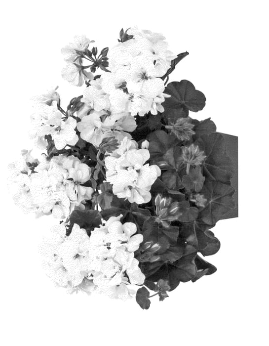 Figure 1 of US plant patent PP23790, the photograph of Duepawiteimp printed in the patent.
