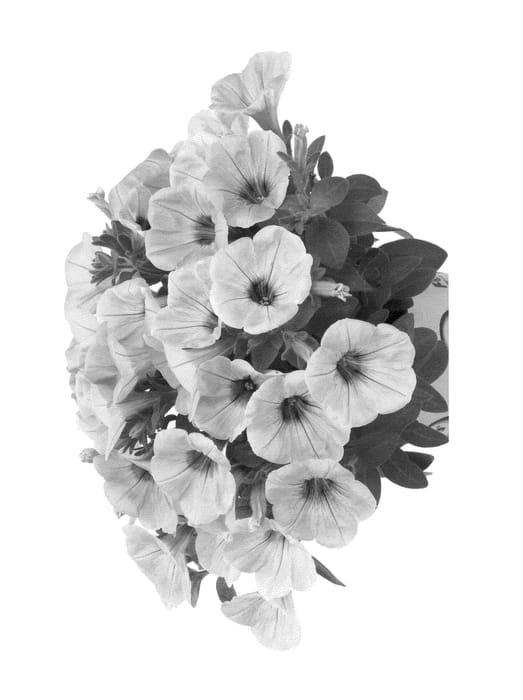 Figure 1 of US plant patent PP23791, the photograph of Duepotpiropi printed in the patent.
