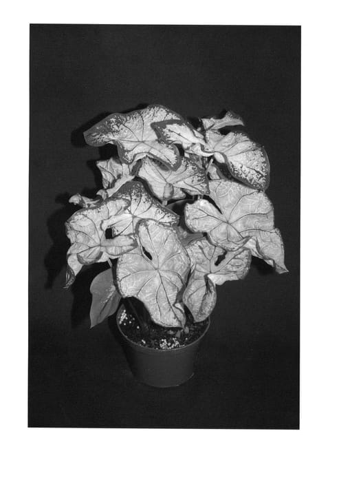 Figure 1 of US plant patent PP23792, the photograph of Pink Splash printed in the patent.