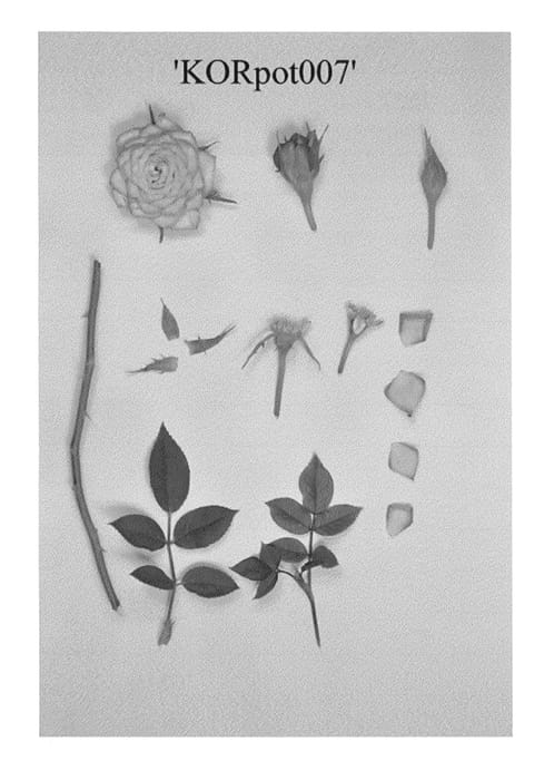 Figure 1 of US plant patent PP23793, the photograph of KORpot007 printed in the patent.