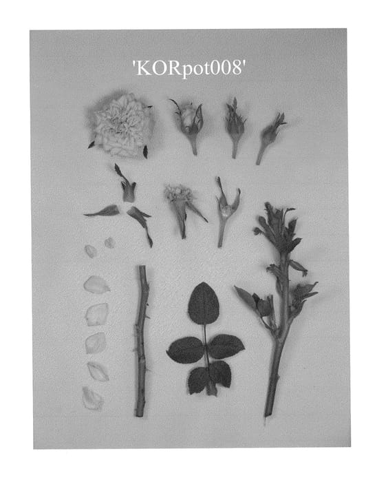 Figure 1 of US plant patent PP23794, the photograph of KORpot008 printed in the patent.