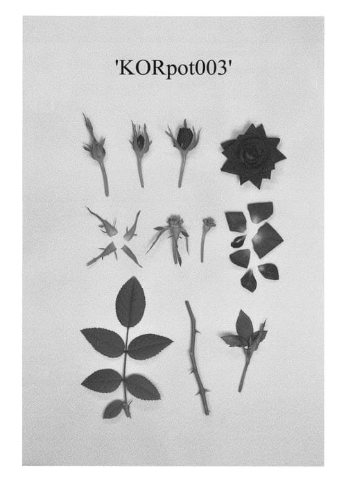Figure 1 of US plant patent PP23795, the photograph of KORpot003 printed in the patent.