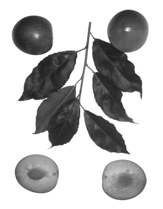 Figure 1 of US plant patent PP23796, the photograph of Sweet Pixzee 2 printed in the patent.