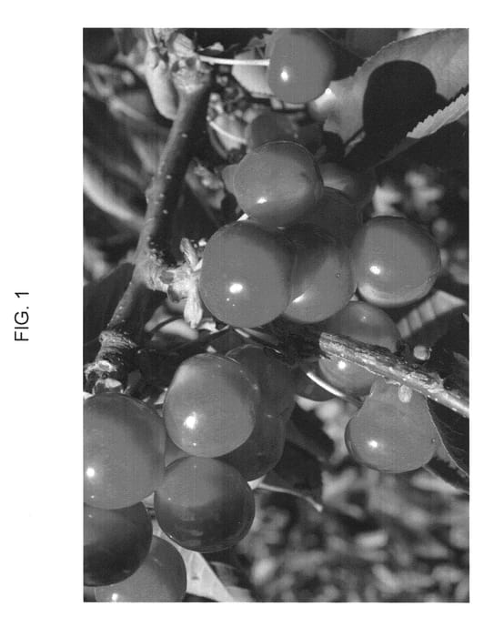 Figure 1 of US plant patent PP23797, the photograph of ROSILAM printed in the patent.