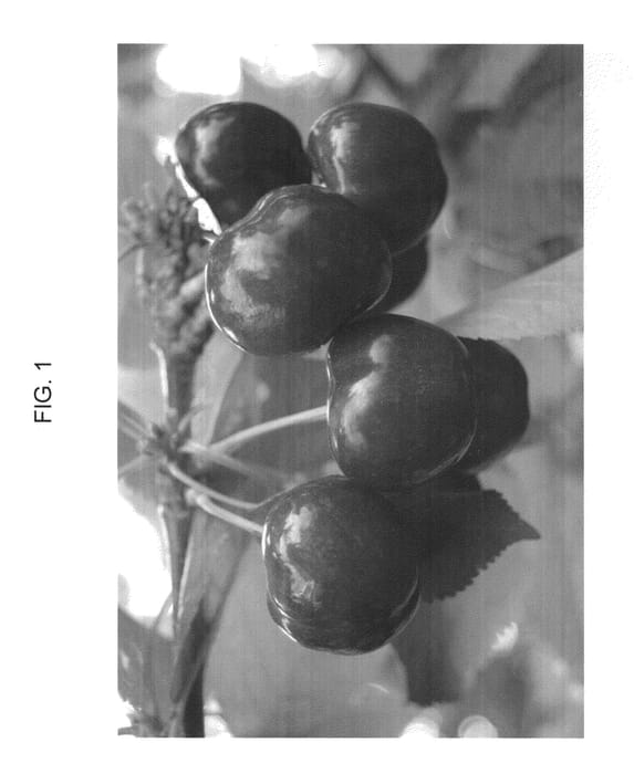 Figure 1 of US plant patent PP23798, the photograph of RUBILAM printed in the patent.