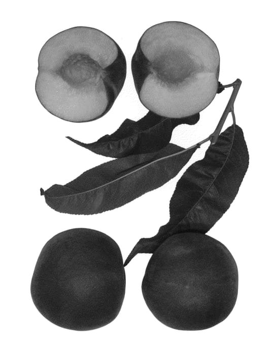 Figure 1 of US plant patent PP23799, the photograph of Sitka printed in the patent.