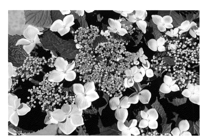 Figure 1 of US plant patent PP23800, the photograph of Dancing Butterflies Two printed in the patent.