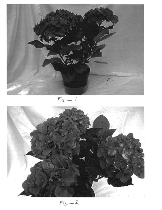 Figure 1 of US plant patent PP23801, the photograph of BC7.14 printed in the patent.