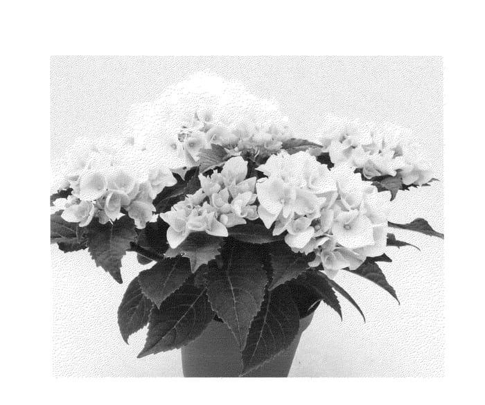 Figure 1 of US plant patent PP23802, the photograph of Agrihydraveertien printed in the patent.