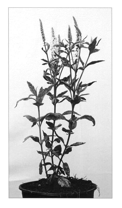 Figure 1 of US plant patent PP23803, the photograph of Charlotte printed in the patent.