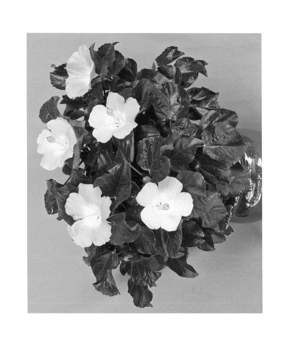 Figure 1 of US plant patent PP23804, the photograph of Bonaire Wind printed in the patent.
