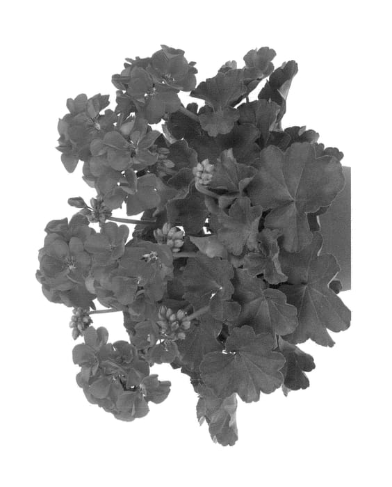 Figure 1 of US plant patent PP23805, the photograph of Duecumbadero printed in the patent.