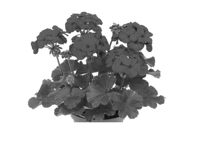 Figure 1 of US plant patent PP23806, the photograph of Duesalsadar printed in the patent.
