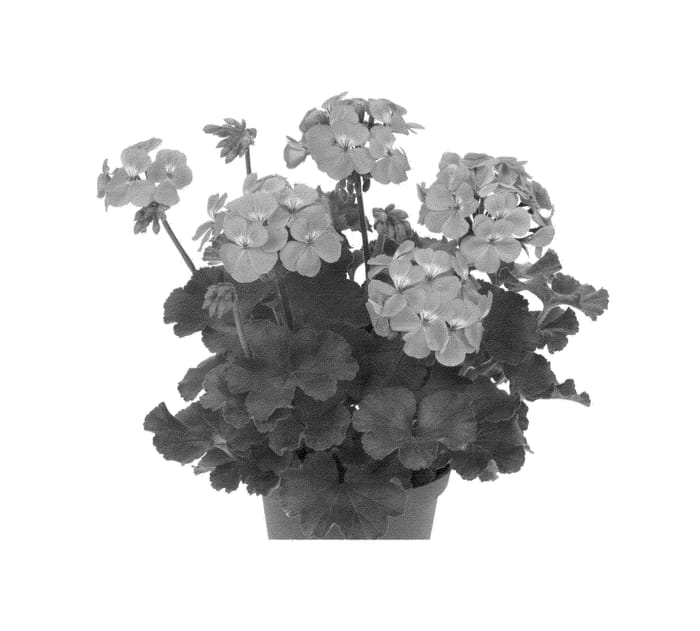 Figure 1 of US plant patent PP23807, the photograph of Duesalsapi printed in the patent.