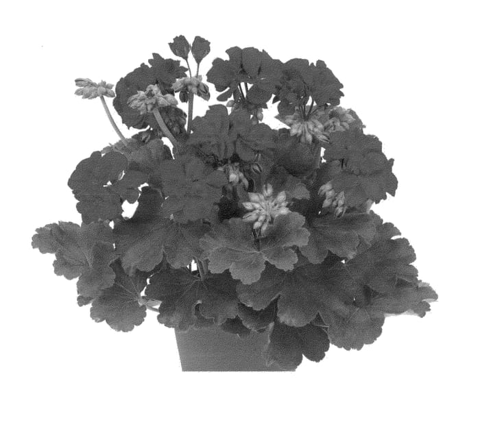 Figure 1 of US plant patent PP23808, the photograph of Duecumbadar printed in the patent.