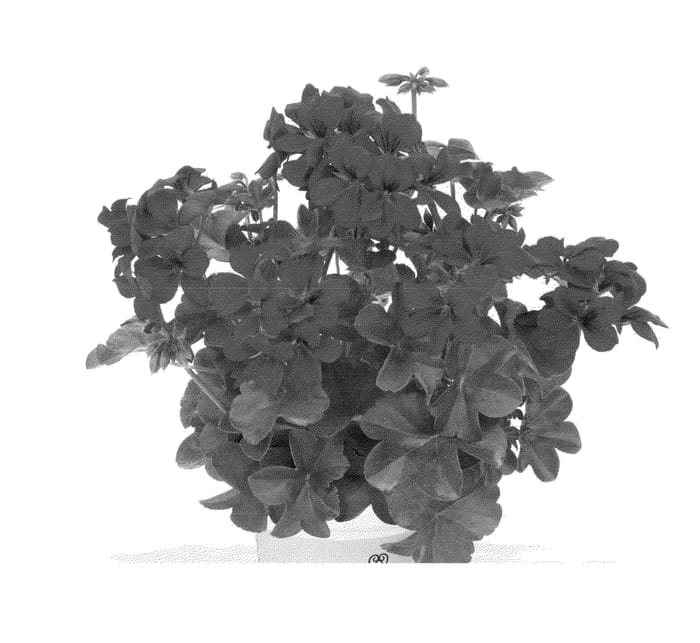 Figure 1 of US plant patent PP23809, the photograph of Duebelvidar printed in the patent.