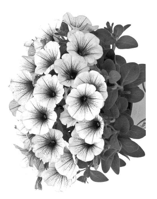 Figure 1 of US plant patent PP23810, the photograph of Duepotpiblic printed in the patent.