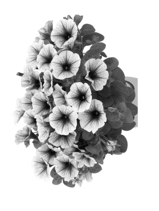Figure 1 of US plant patent PP23811, the photograph of Duepotpipuce printed in the patent.