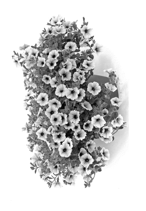 Figure 1 of US plant patent PP23812, the photograph of Kerivoryvein printed in the patent.