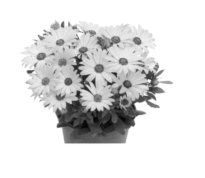 Figure 1 of US plant patent PP23813, the photograph of Duetiyel printed in the patent.