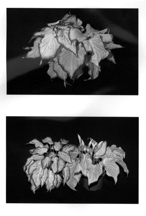Figure 1 of US plant patent PP23814, the photograph of Tenderness printed in the patent.